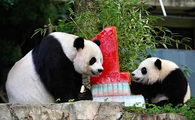 美国：熊猫宝宝“小奇迹”与妈妈庆祝1岁生日 收获特制生日蛋糕