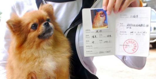 一个身份证可以办几个狗证休闲区蓝鸢梦想 - Www.slyday.coM 一个身份证可以办几个狗证休闲区蓝鸢梦想 - Www.slyday.coM