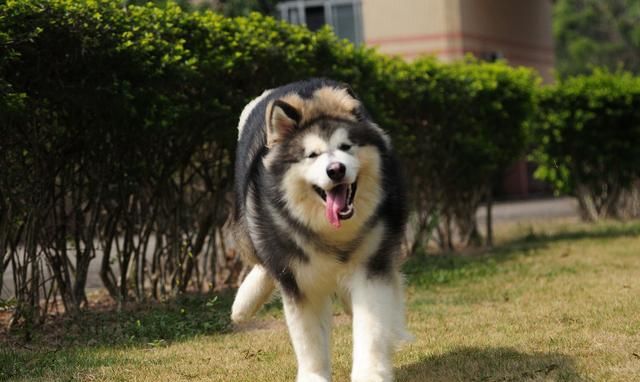 一个身份证可以办几个狗证休闲区蓝鸢梦想 - Www.slyday.coM 一个身份证可以办几个狗证休闲区蓝鸢梦想 - Www.slyday.coM