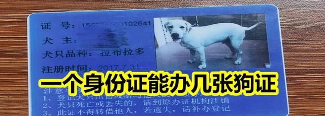 一个身份证可以办几个狗证休闲区蓝鸢梦想 - Www.slyday.coM 一个身份证可以办几个狗证休闲区蓝鸢梦想 - Www.slyday.coM
