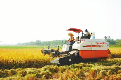 中乌产业园内水稻正在收割。
