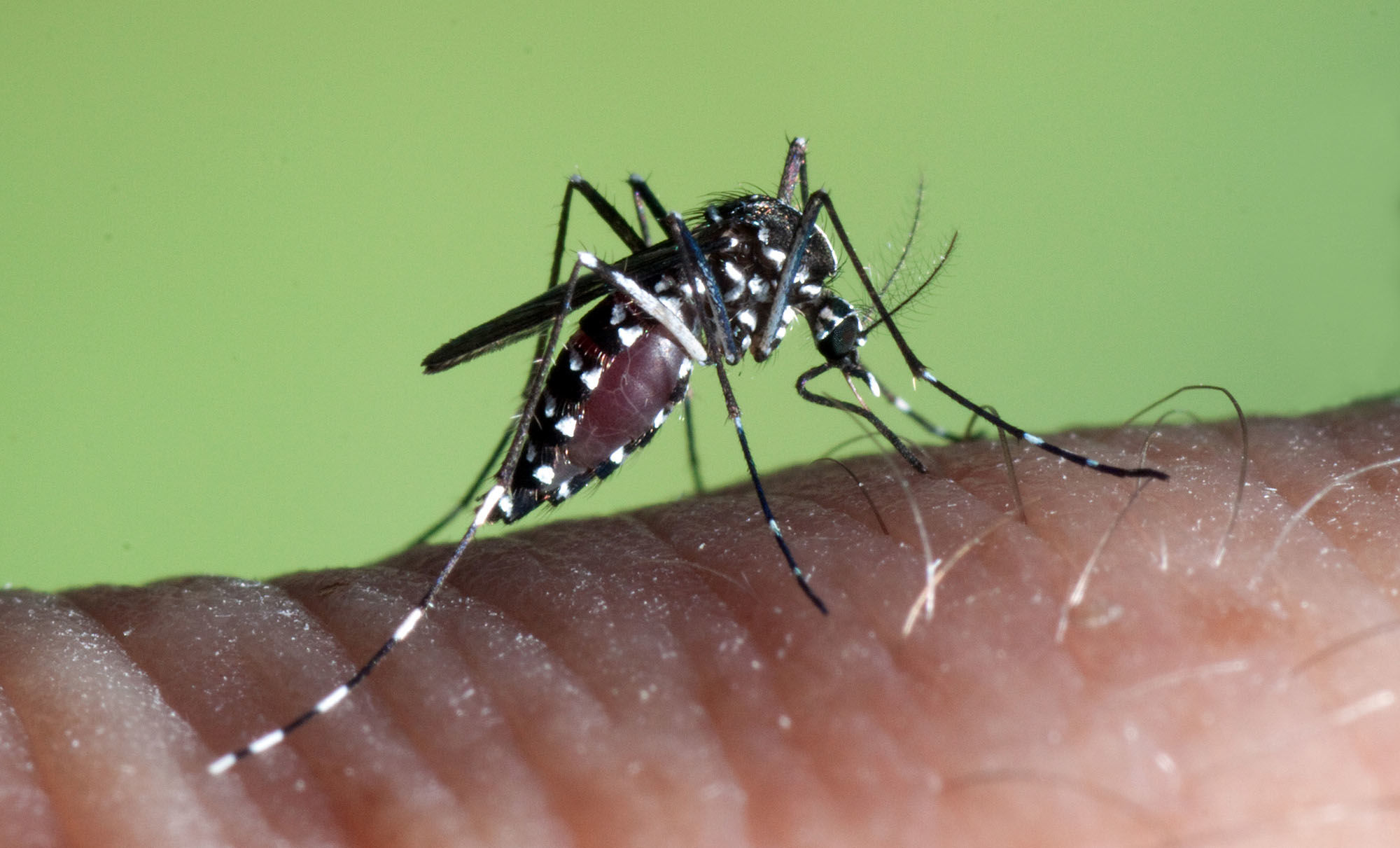 怎么杀蚊子，灭蚊子有哪些简单有效的办法 | 说明书网