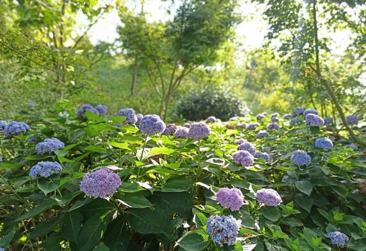 绣球花(央广网发 重庆天坪山云林天乡风景区供图)