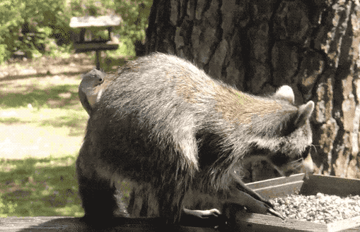 2637-f1031a61756653b4d876ec272f9ce82b.gif