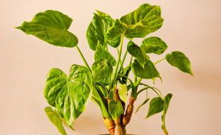 滴水观音怎么养（滴水观音怎么养得粗壮）