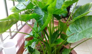 滴水观音怎么养（滴水观音怎么养得粗壮）