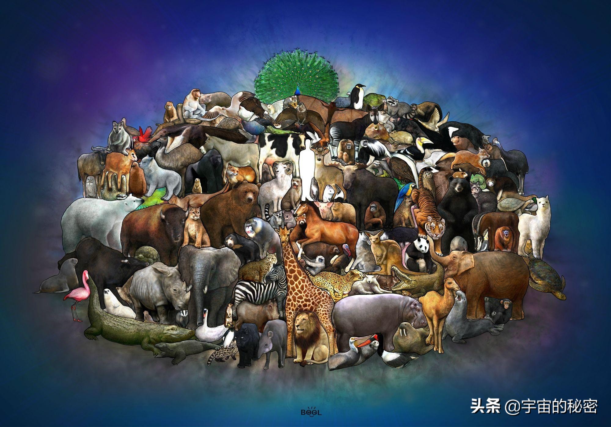 跨物种器官移植进展 猪肾移植为何能撑过一个月