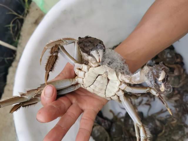 正宗铁木砧板在哪里（苏州阳澄湖吃大闸蟹的地方在哪里，阳澄湖哪家大闸蟹正宗）怎样认识正宗铁木砧板，快来看，