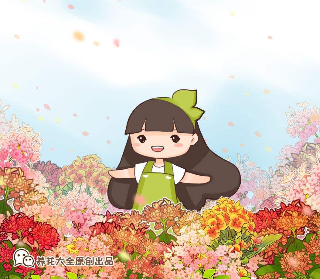 芙蓉花怎么养（芙蓉花怎么养家庭养法）