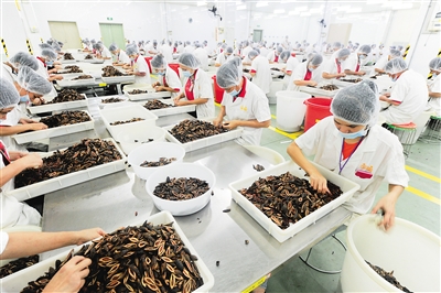 海南口味王东澳镇基地,来自万宁的工人正在加工,包装槟榔产品.