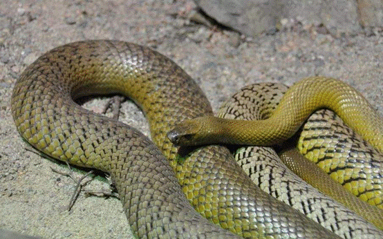 蛇没有耳朵，怎么还能听到声音？答案可能跟你想得不一样