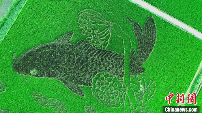 江苏盐城稻田画绘出乡村振兴新画卷
