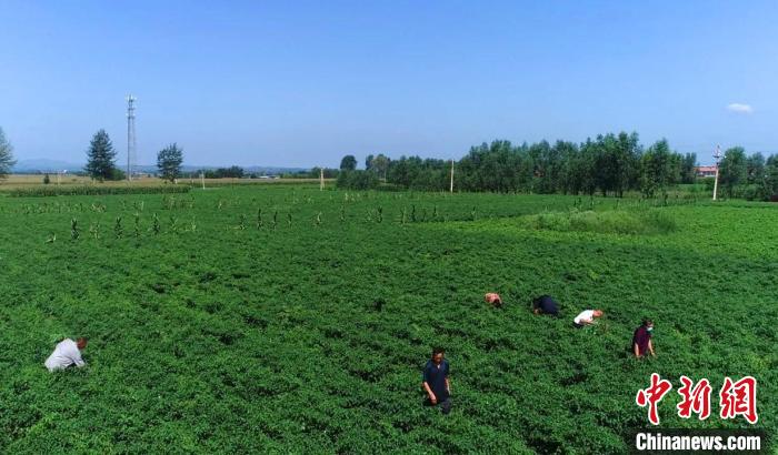 陶唐村辣椒种植采用基地“区域化”管理模式。长子县融媒体中心提供
