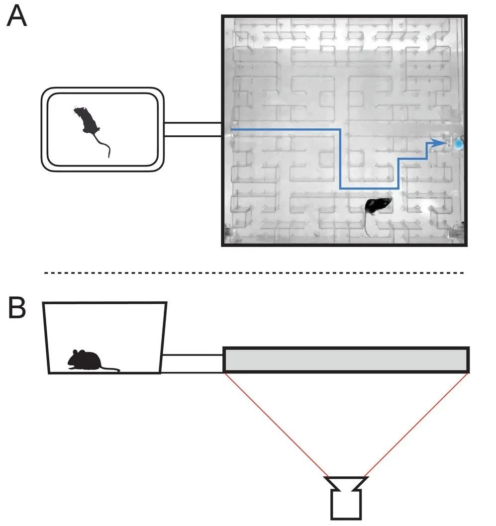 笼子和封闭迷宫的俯视图（A）和侧视图（B）。|图片来源：Rosenberg， M。 et al。 / eLife