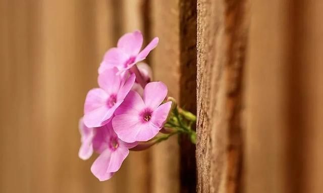 我们常说的“红得发紫”用英语怎么说?实际上与颜色没有任何关系休闲区蓝鸢梦想 - Www.slyday.coM 我们常说的“红得发紫”用英语怎么说?实际上与颜色没有任何关系休闲区蓝鸢梦想 - Www.slyday.coM