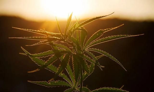 我们常说的“红得发紫”用英语怎么说?实际上与颜色没有任何关系休闲区蓝鸢梦想 - Www.slyday.coM 我们常说的“红得发紫”用英语怎么说?实际上与颜色没有任何关系休闲区蓝鸢梦想 - Www.slyday.coM