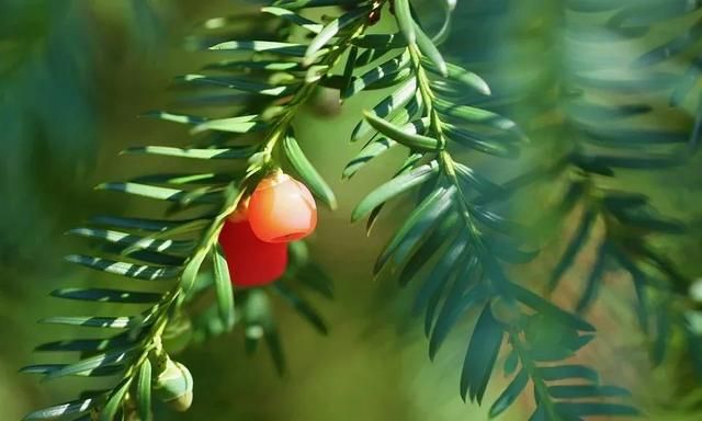 我们常说的“红得发紫”用英语怎么说?实际上与颜色没有任何关系休闲区蓝鸢梦想 - Www.slyday.coM 我们常说的“红得发紫”用英语怎么说?实际上与颜色没有任何关系休闲区蓝鸢梦想 - Www.slyday.coM