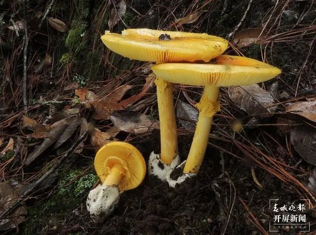 《云南虫谷》上热搜!剧里这些“老害怕”可是云南的保护动物休闲区蓝鸢梦想 - Www.slyday.coM 《云南虫谷》上热搜!剧里这些“老害怕”可是云南的保护动物休闲区蓝鸢梦想 - Www.slyday.coM