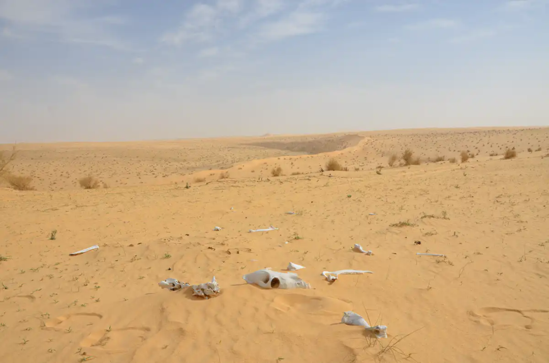 现如今的内夫得沙漠。|图片来源：Julien Louys
