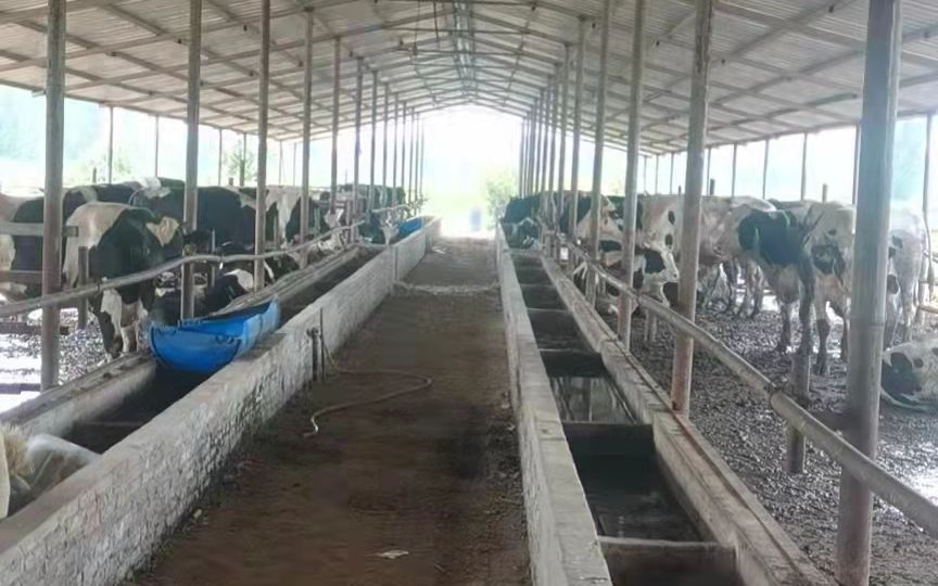 9月1日,河南济源某养殖场的黑白花牛。受访者供图