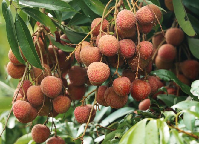 什么食物降火（什么食物降火效果最好）