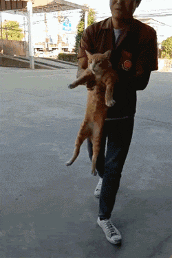 搞笑GIF趣图:哥们,就一只猫而已,至于这么害怕吗?休闲区蓝鸢梦想 - Www.slyday.coM 搞笑GIF趣图:哥们,就一只猫而已,至于这么害怕吗?休闲区蓝鸢梦想 - Www.slyday.coM