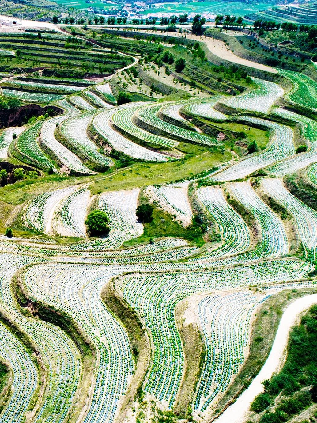 洋芋是什么（洋芋是什么梗）-85模板网