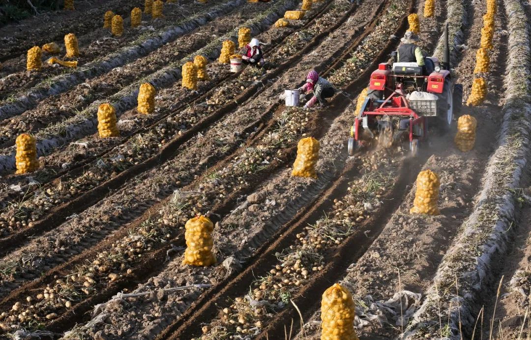 洋芋是什么（洋芋是什么梗）-85模板网