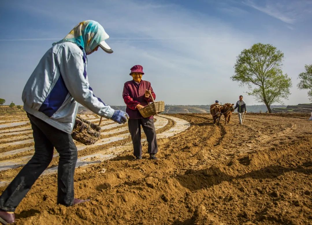 洋芋是什么（洋芋是什么梗）-85模板网