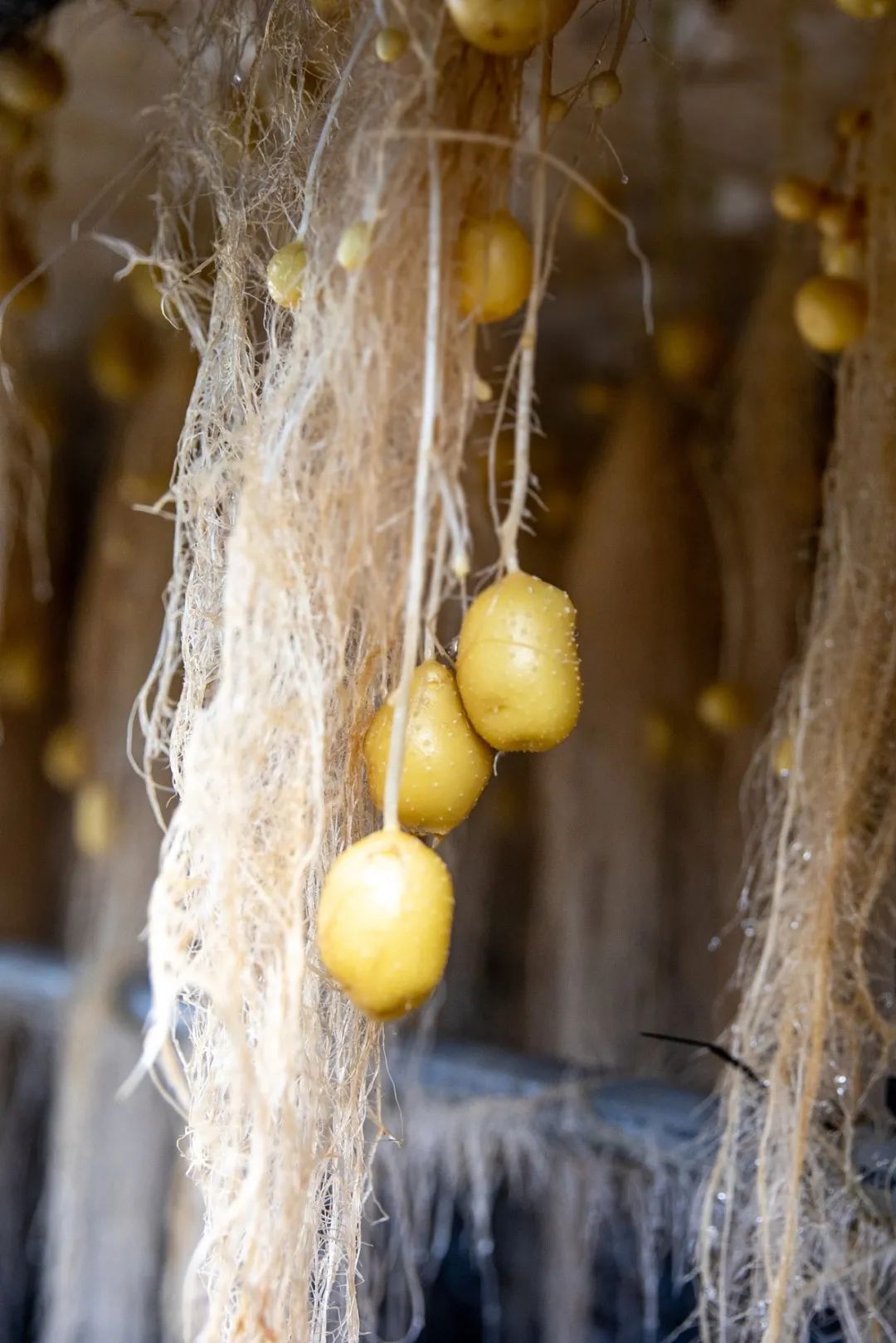 洋芋是什么（洋芋是什么梗）-85模板网