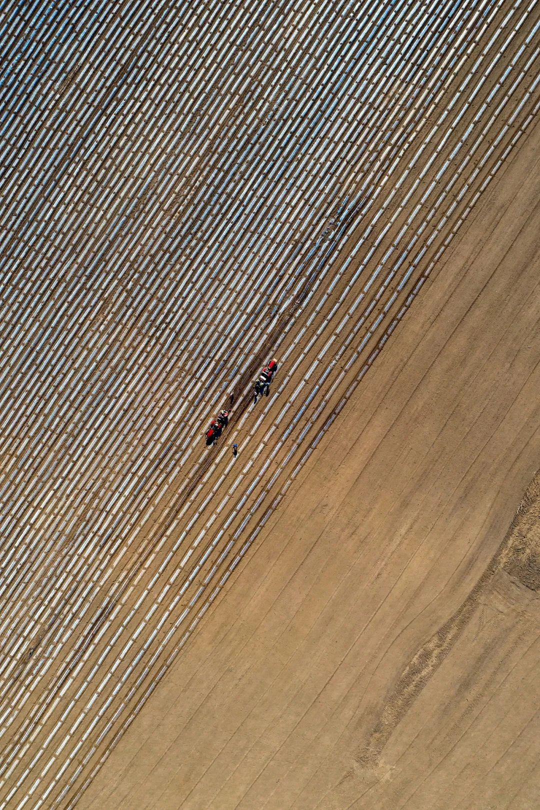 洋芋是什么（洋芋是什么梗）-85模板网