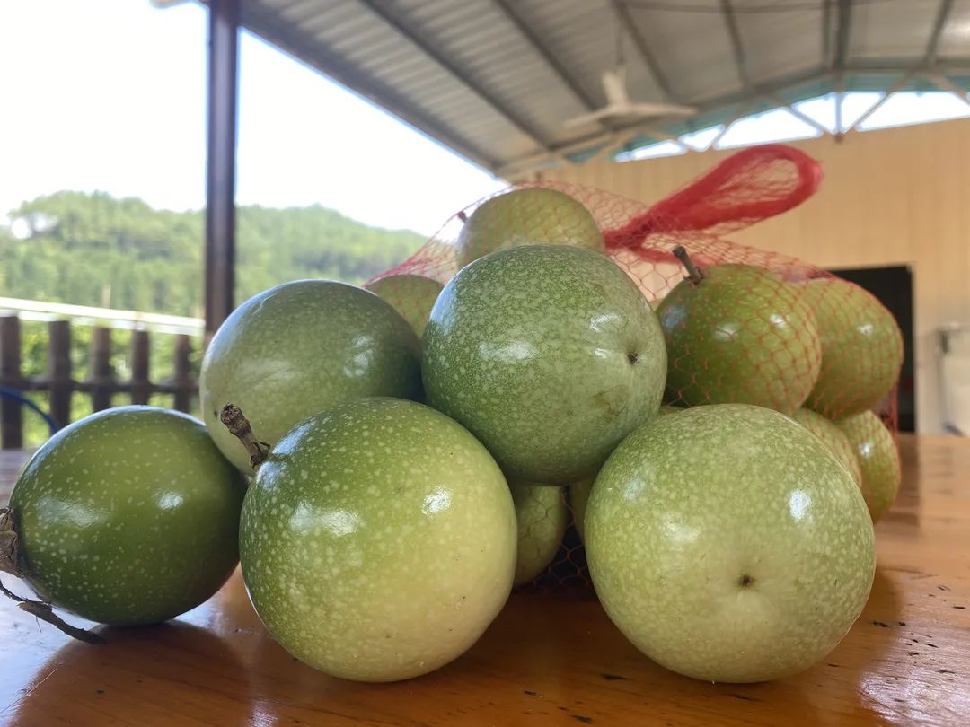 拳头大的百香果见过吗?记者小姐姐一连吃了五个,明天带你“尝鲜”休闲区蓝鸢梦想 - Www.slyday.coM 拳头大的百香果见过吗?记者小姐姐一连吃了五个,明天带你“尝鲜”休闲区蓝鸢梦想 - Www.slyday.coM