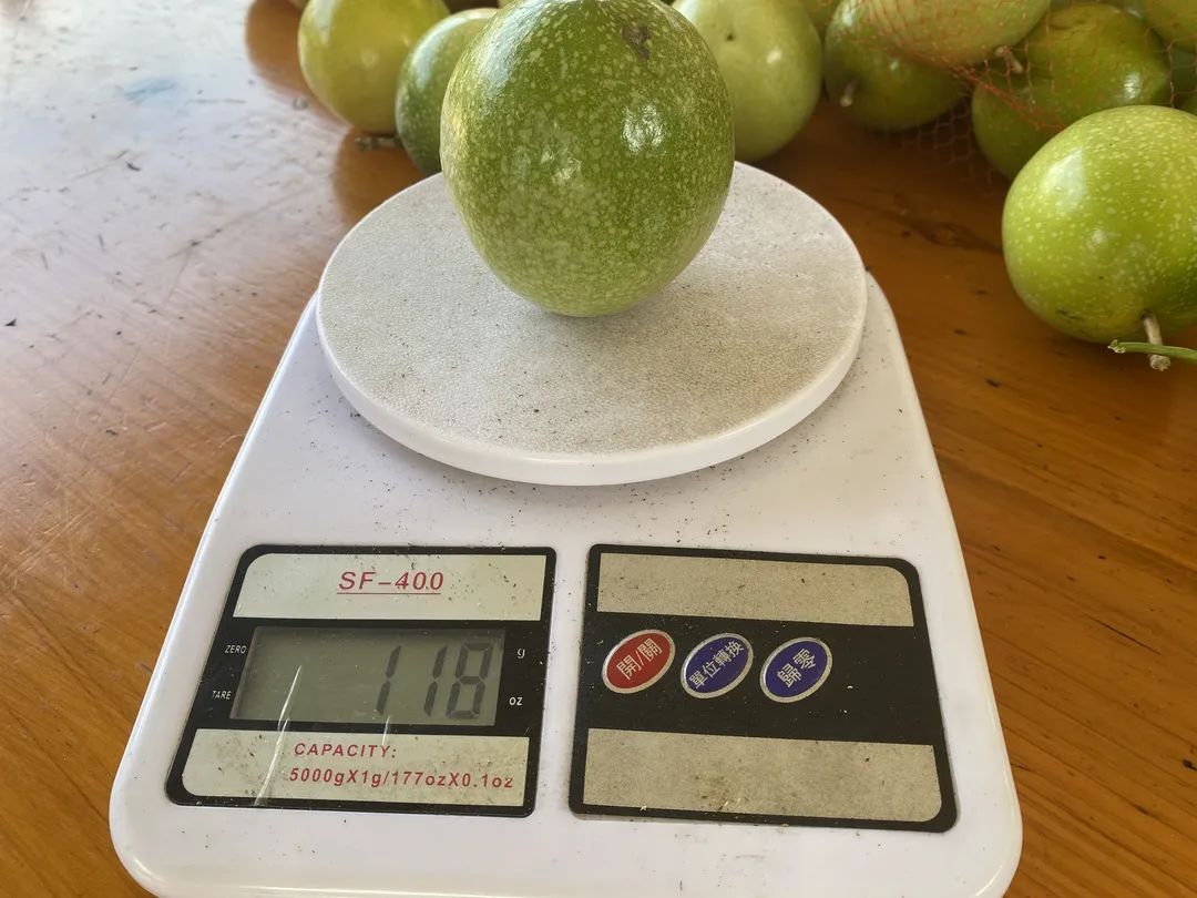 拳头大的百香果见过吗?记者小姐姐一连吃了五个,明天带你“尝鲜”休闲区蓝鸢梦想 - Www.slyday.coM 拳头大的百香果见过吗?记者小姐姐一连吃了五个,明天带你“尝鲜”休闲区蓝鸢梦想 - Www.slyday.coM