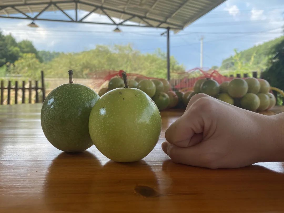 拳头大的百香果见过吗?记者小姐姐一连吃了五个,明天带你“尝鲜”休闲区蓝鸢梦想 - Www.slyday.coM 拳头大的百香果见过吗?记者小姐姐一连吃了五个,明天带你“尝鲜”休闲区蓝鸢梦想 - Www.slyday.coM