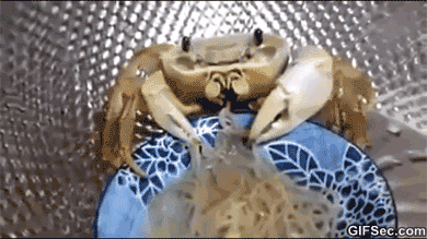怎么判断螃蟹死了多久（判断螃蟹死了多久还能吃）
