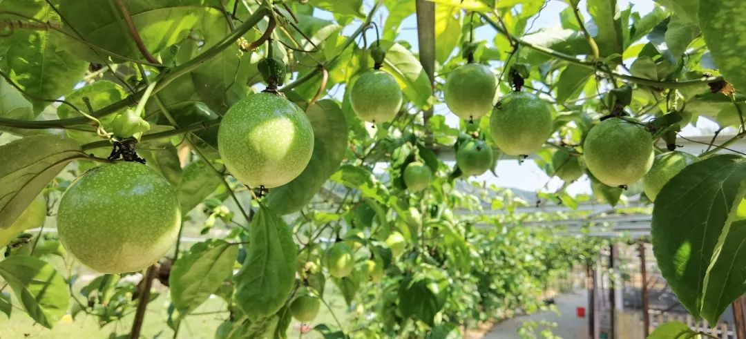 拳头大的百香果见过吗?记者小姐姐一连吃了五个,明天带你“尝鲜”休闲区蓝鸢梦想 - Www.slyday.coM 拳头大的百香果见过吗?记者小姐姐一连吃了五个,明天带你“尝鲜”休闲区蓝鸢梦想 - Www.slyday.coM