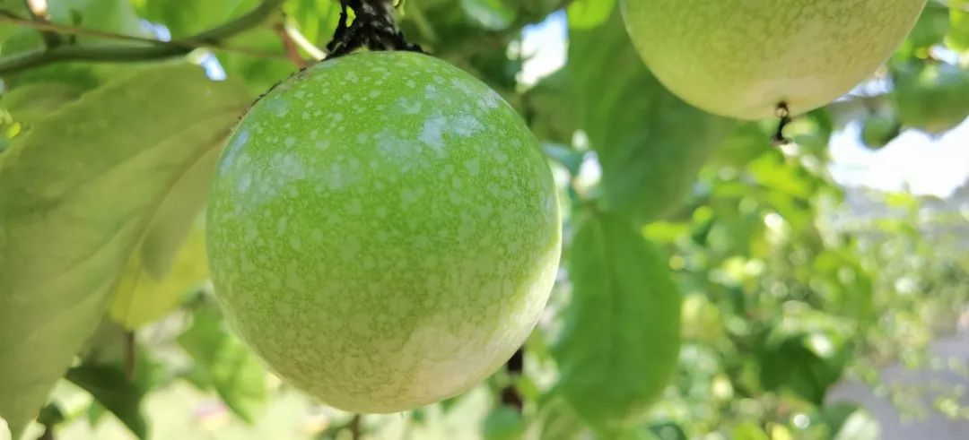 拳头大的百香果见过吗?记者小姐姐一连吃了五个,明天带你“尝鲜”休闲区蓝鸢梦想 - Www.slyday.coM 拳头大的百香果见过吗?记者小姐姐一连吃了五个,明天带你“尝鲜”休闲区蓝鸢梦想 - Www.slyday.coM