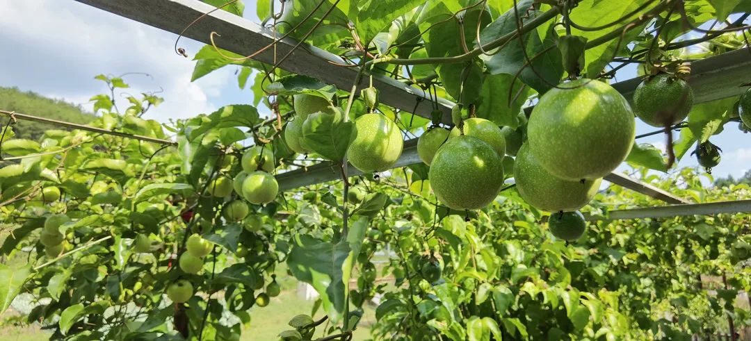 拳头大的百香果见过吗?记者小姐姐一连吃了五个,明天带你“尝鲜”休闲区蓝鸢梦想 - Www.slyday.coM 拳头大的百香果见过吗?记者小姐姐一连吃了五个,明天带你“尝鲜”休闲区蓝鸢梦想 - Www.slyday.coM