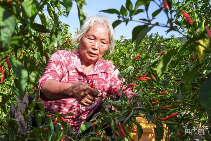 当地村民在晾晒干辣椒（央广网发 谢慧芳 摄）