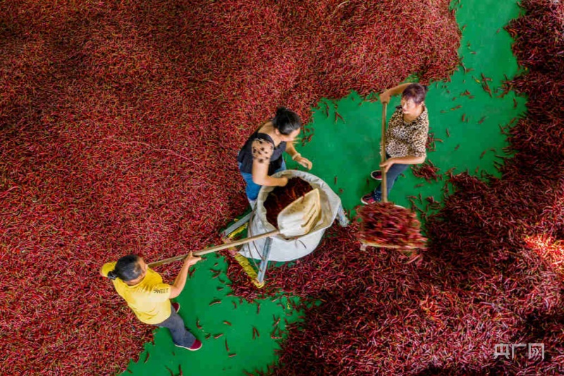 当地村民在晾晒干辣椒(央广网发 谢慧芳 摄)