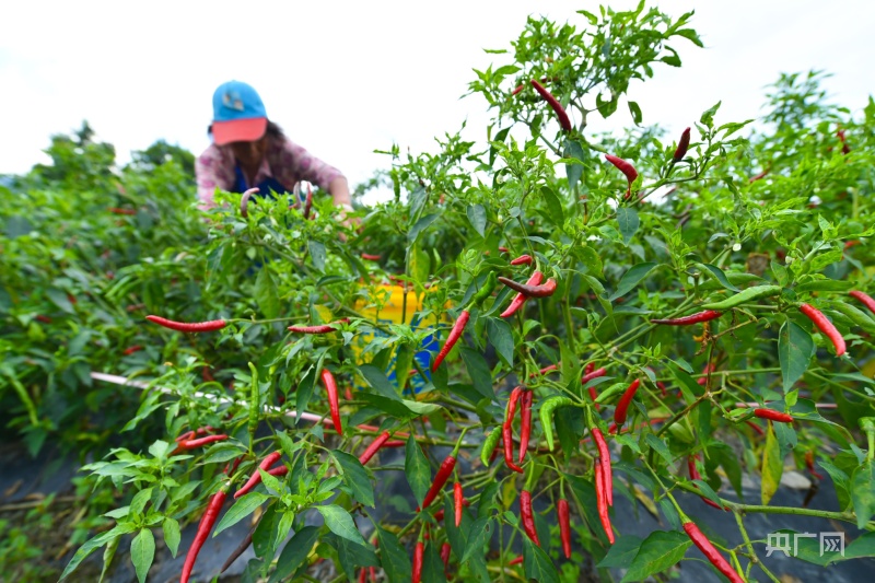 当地村民在晾晒干辣椒(央广网发 谢慧芳 摄)