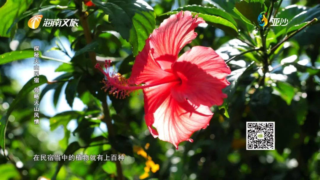 住在火山脚下是种什么样的体验?探秘火山民宿,让美景治愈你的疲惫~休闲区蓝鸢梦想 - Www.slyday.coM 住在火山脚下是种什么样的体验?探秘火山民宿,让美景治愈你的疲惫~休闲区蓝鸢梦想 - Www.slyday.coM