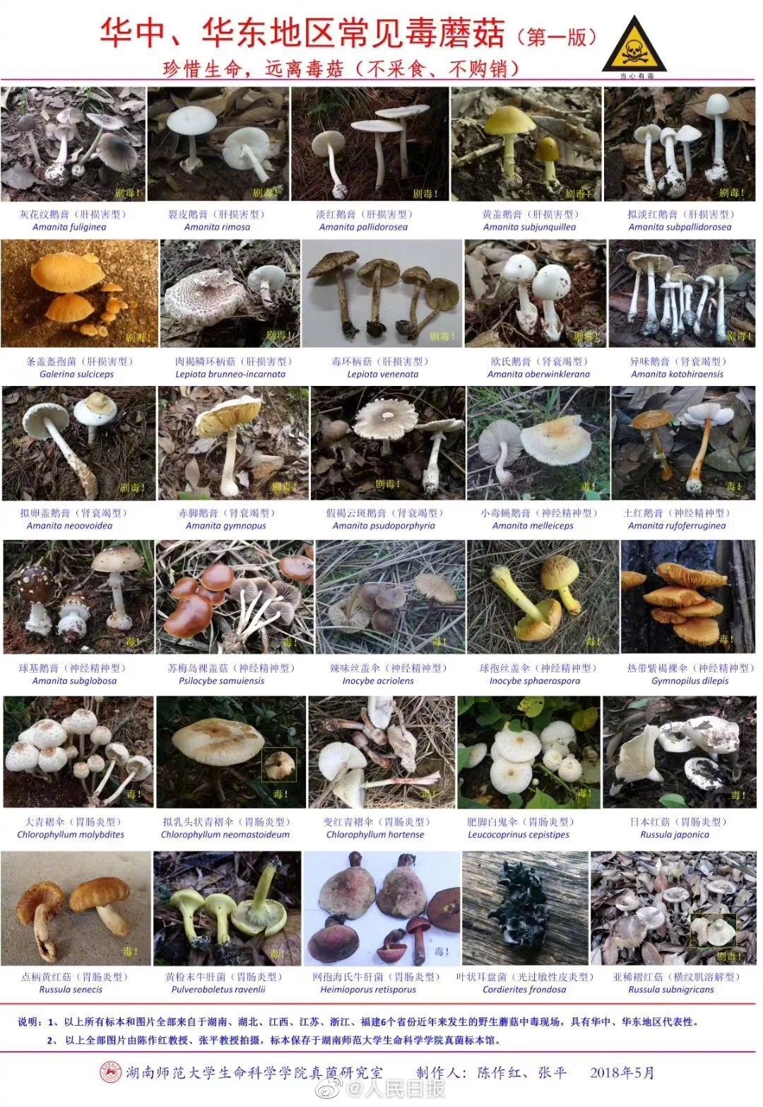 野生毒蘑菇，剧毒！千万别吃 -湖北省卫生健康委员会
