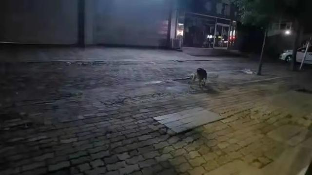 衡水警方巡查不文明养犬行为:有人持绳不拴狗,有人抱起狗开溜休闲区蓝鸢梦想 - Www.slyday.coM 衡水警方巡查不文明养犬行为:有人持绳不拴狗,有人抱起狗开溜休闲区蓝鸢梦想 - Www.slyday.coM