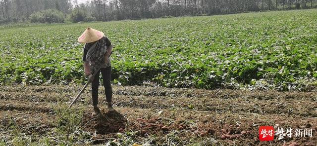 冰淇淋紫薯、南瓜、葡萄....淮安市淮阴区多个农产品因疫情滞销,线上+线下政府巧帮忙休闲区蓝鸢梦想 - Www.slyday.coM 冰淇淋紫薯、南瓜、葡萄....淮安市淮阴区多个农产品因疫情滞销,线上+线下政府巧帮忙休闲区蓝鸢梦想 - Www.slyday.coM
