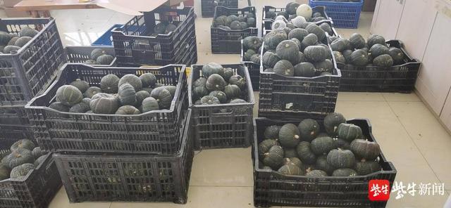 冰淇淋紫薯、南瓜、葡萄....淮安市淮阴区多个农产品因疫情滞销,线上+线下政府巧帮忙休闲区蓝鸢梦想 - Www.slyday.coM 冰淇淋紫薯、南瓜、葡萄....淮安市淮阴区多个农产品因疫情滞销,线上+线下政府巧帮忙休闲区蓝鸢梦想 - Www.slyday.coM