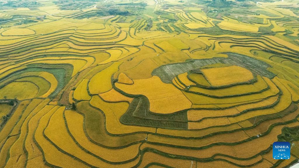 Aerial photo taken on Sept. 12, 2021 shows paddy fields in Jinpi Village of Wantanhe Township in Longli County, southwest China's Guizhou Province. (Photo by Long Yi/Xinhua)