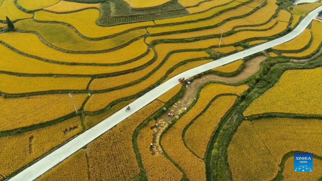 Aerial photo taken on Sept. 12, 2021 shows farmers harvesting paddy rice in Jinpi Village of Wantanhe Township in Longli County, southwest China's Guizhou Province. (Photo by Long Yi/Xinhua)