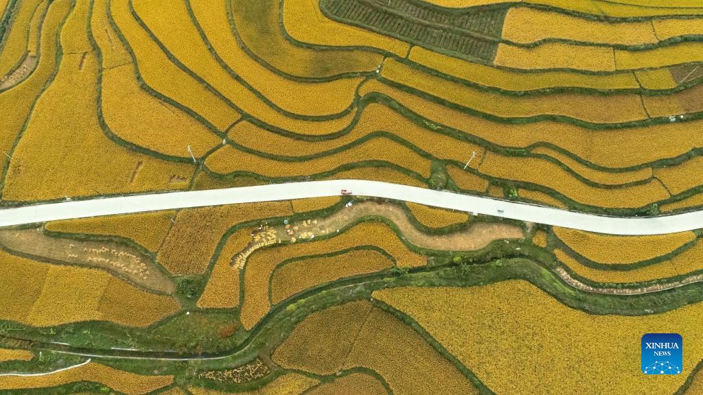 Aerial photo taken on Sept. 12, 2021 shows farmers harvesting paddy rice in Jinpi Village of Wantanhe Township in Longli County, southwest China's Guizhou Province. (Photo by Long Yi/Xinhua)