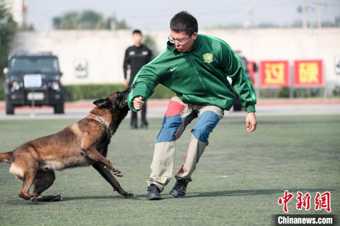 北京市公安局举办的开放日活动现场，警犬对目标进行追击扑咬。 贾天勇 摄